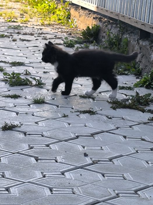 Котят в добрые руки