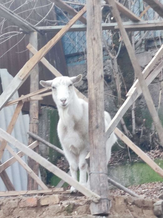 Орыс ешкіні сатамын