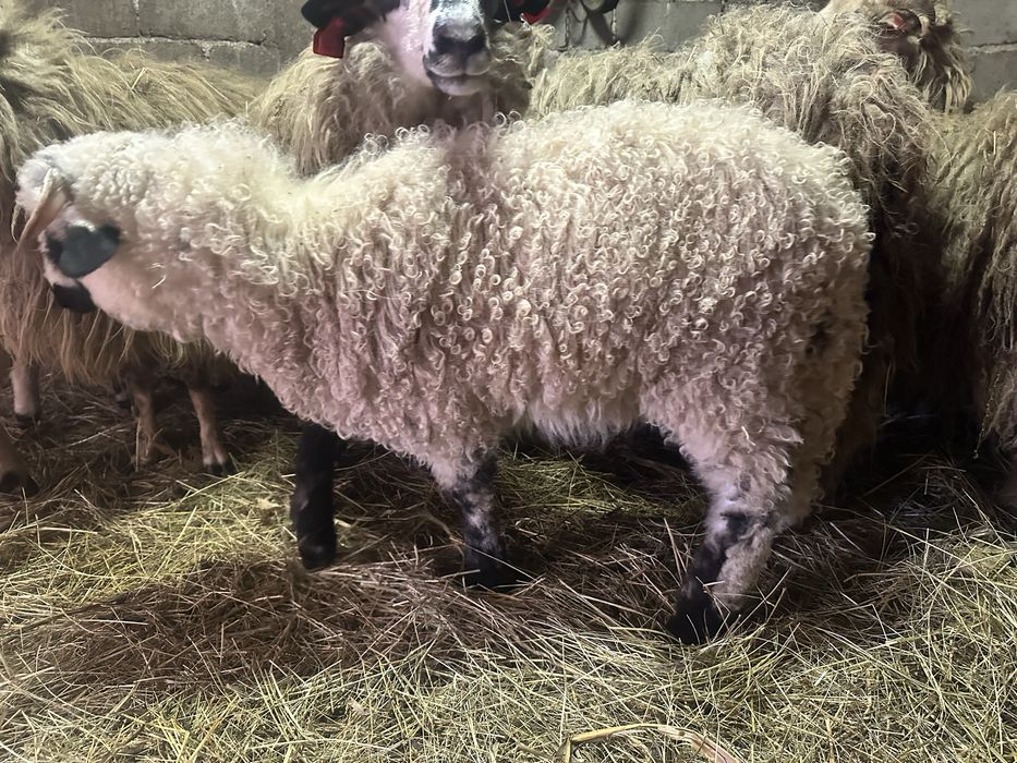 Miei                 berbecuti