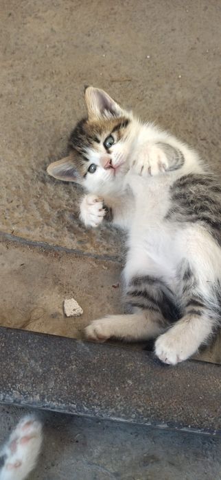 Отдам котят в добрые руки.г.Туркестан