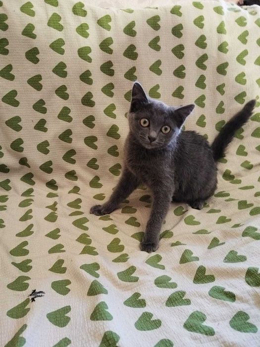 Котёнок-девочка, 3 месяца