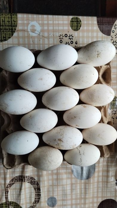 Яйца гусиные качественные