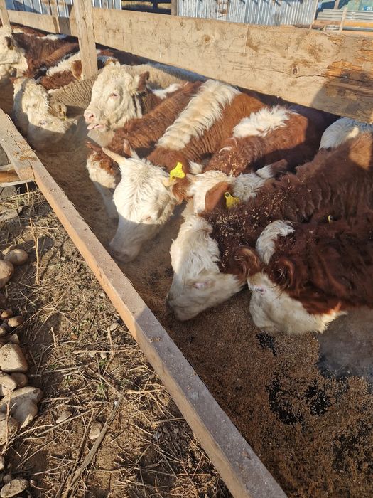 Барда корм для скота.