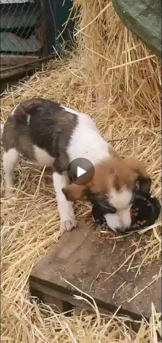 Donez cățeluși metiș de 4 luni