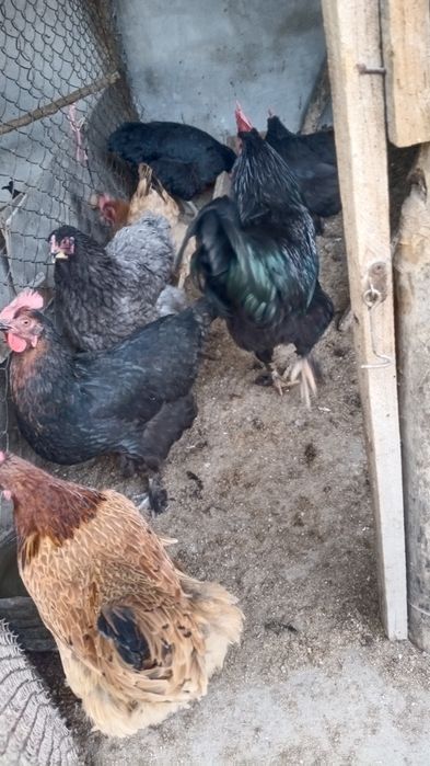 Хонаки товуклар тухумлари