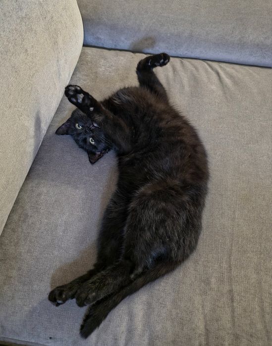 Очаровательный Тёма ищет дом!