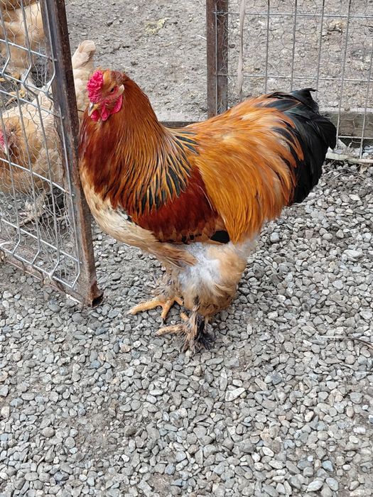 Vând  cocoș.   Tânăr