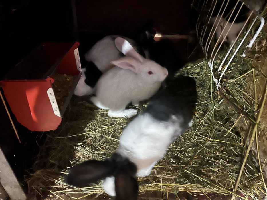 Iepurasi 2 luni si maturi