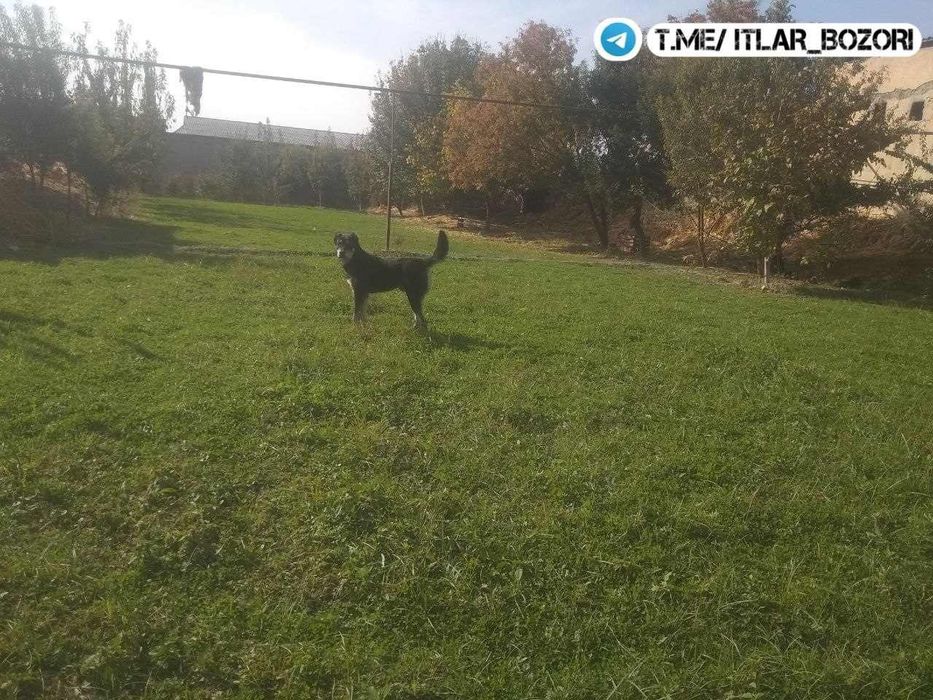 1 yosh alabay hayotda rasmdakidan farq qiladi juda kattarib ketgan