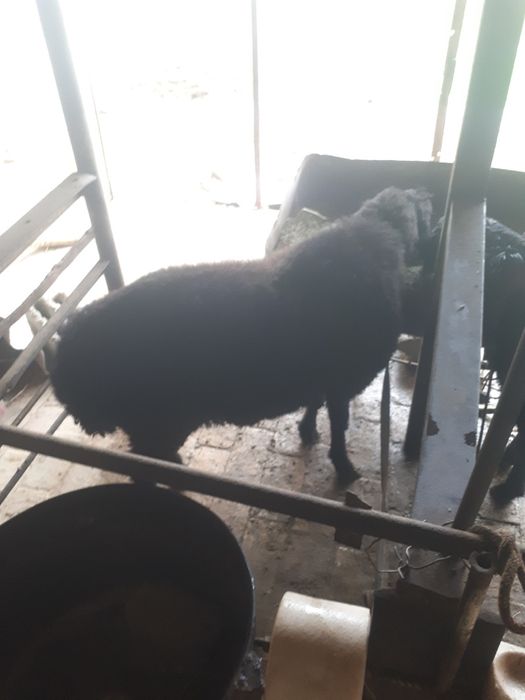 Qo'chqorlar sotiladi