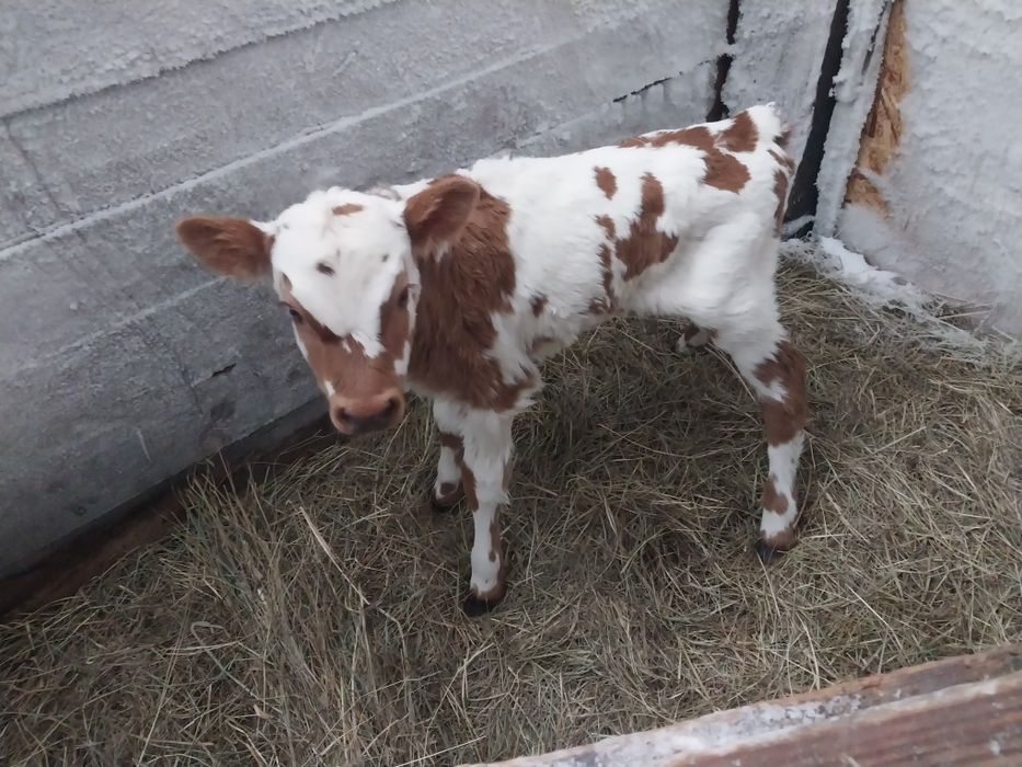 Продам  теленка телочку