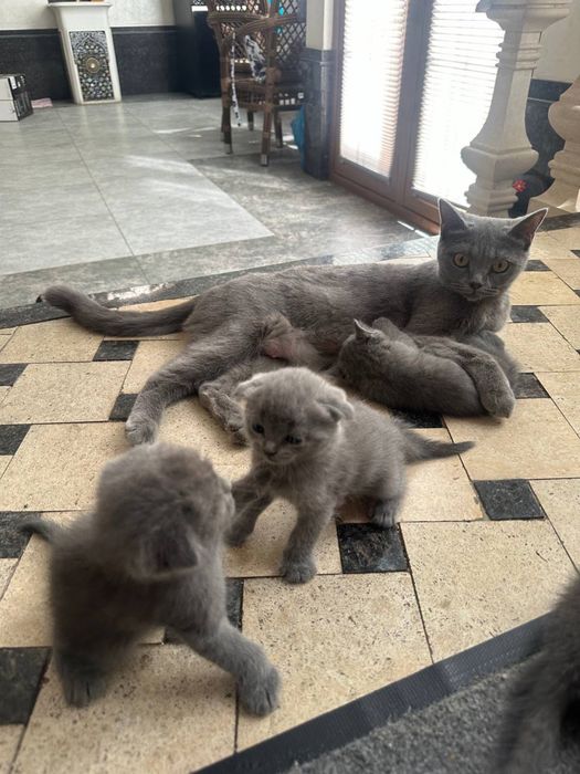 Продаются скотиш фолд
