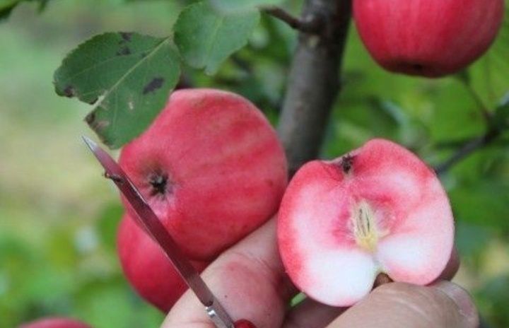 Mar Deosebit cu miez rosu (Red love )