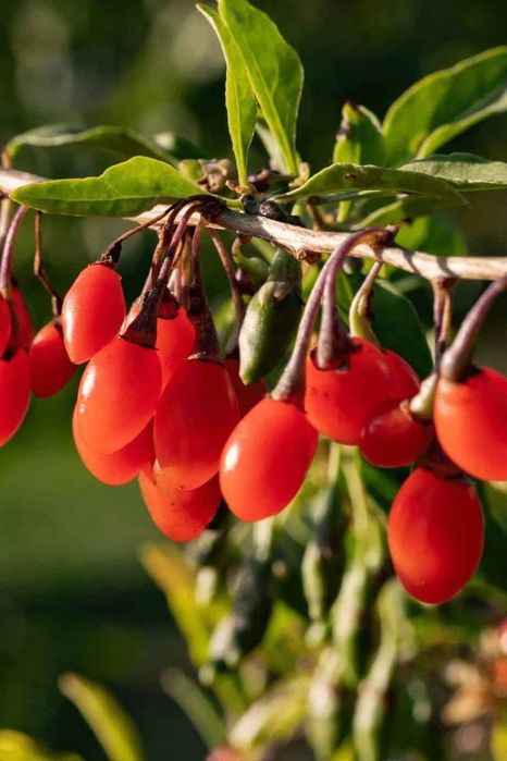 Arbusti Fructiferi (GOJI )