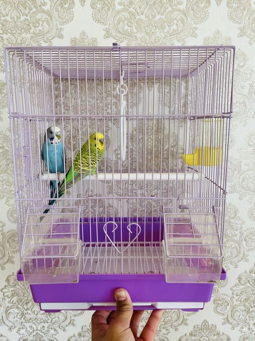 Пара попугаев папугай попугай пара попугаев