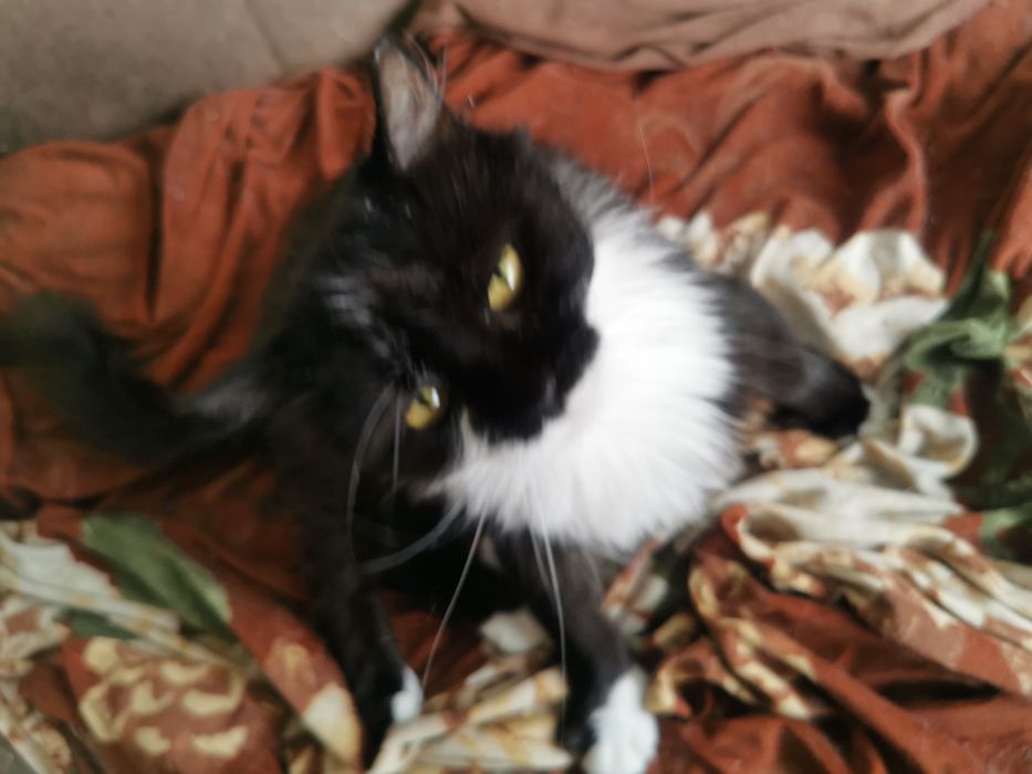 Котка за осиновяване