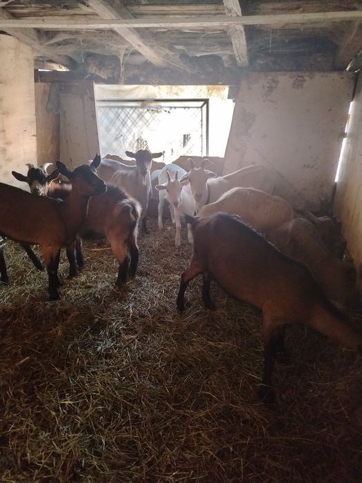 De vânzare o iapă bună de ham și 6 capre+2 țapi de anul acesta, se dau și la schimb cu viței înțărcați