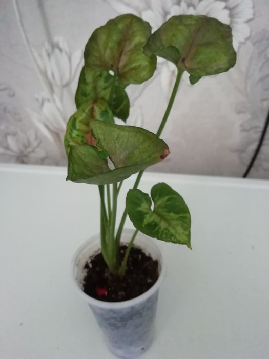 Комнатные растения