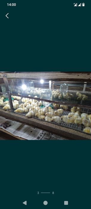 Цыплята бройлер КОББ500