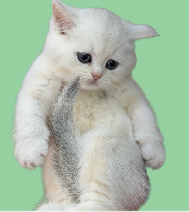 Серебристая шиншилла