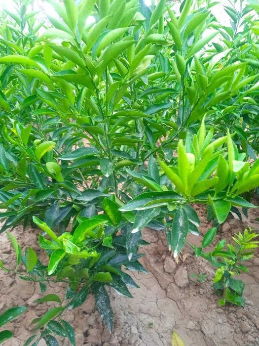 Хосилдорлиги юқори навли лимон. апелсин ва мандарин кўчатларимиз бор .