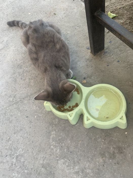 Нашел кота отзовитес топиб олинди