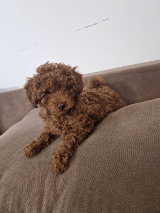 Бебенце пудел той