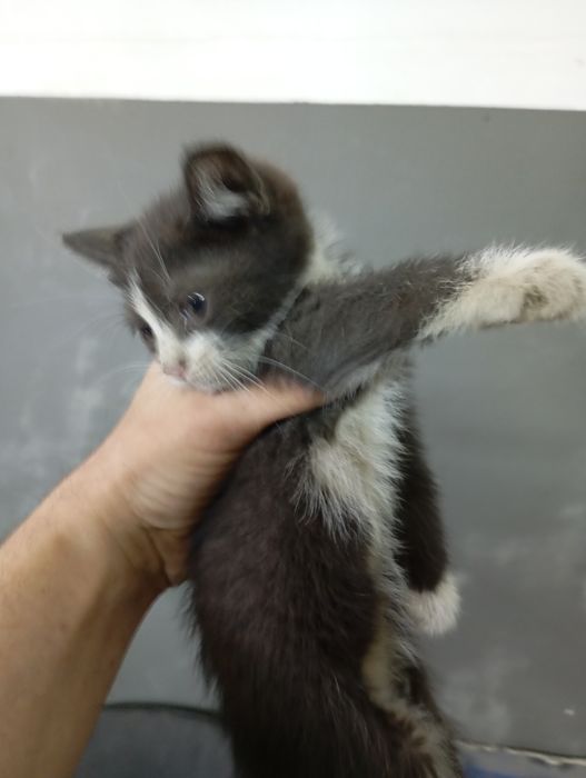 Спасите Камчатку