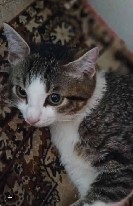 Красивые котики мальчики