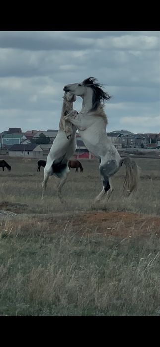 Свежый Саумал, қымыз