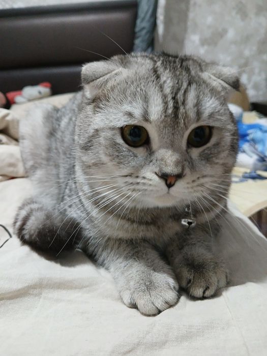 Scottish fold silver  '' SOTILMAYDI,,nasl olish uchun
