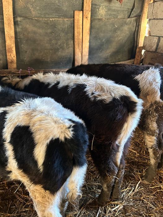 Vand 3 vitele diferite rase