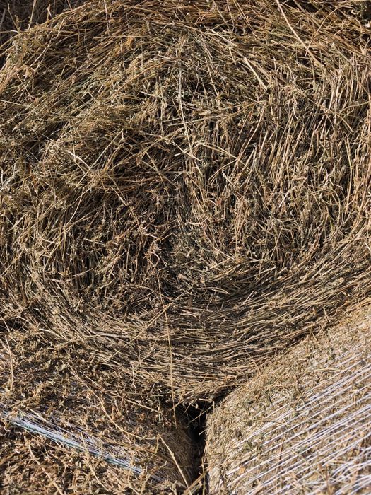 Vand baloti  lucerna ,coasa a doua ,280 ron