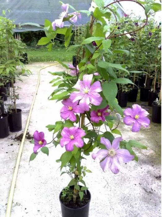 Clematis (Diferite Culori )