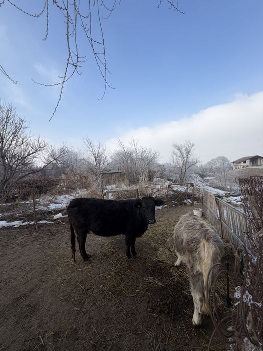 Корова с теленком