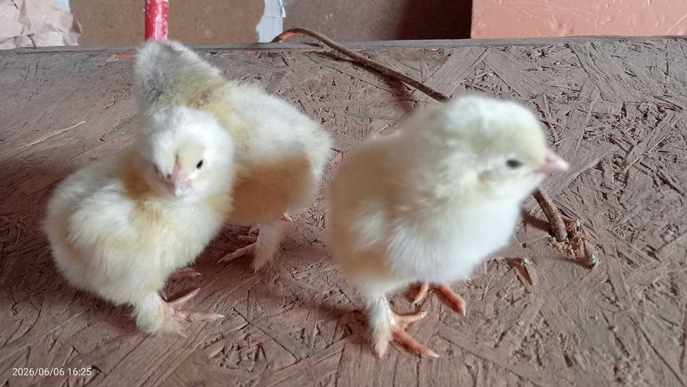 Продам цыплят смешанных пород