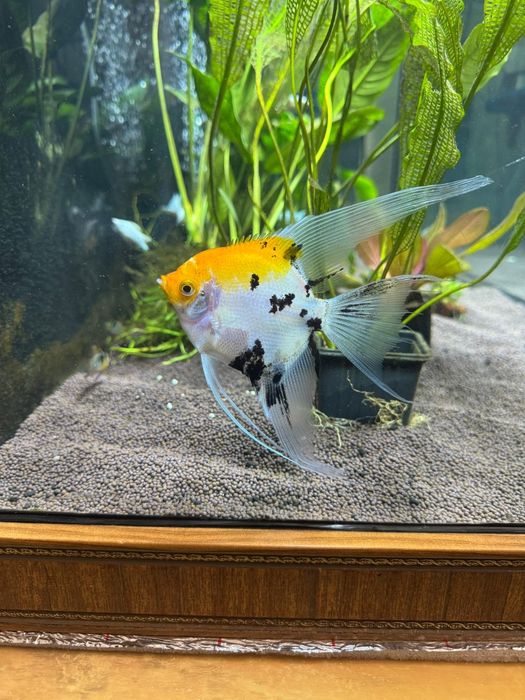 Скалярия кои вуалевая