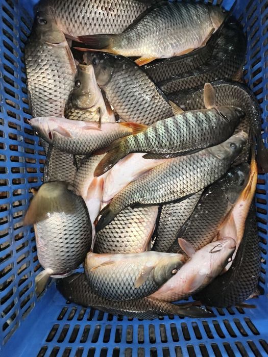 Рыба (баликлар бокиш учун)