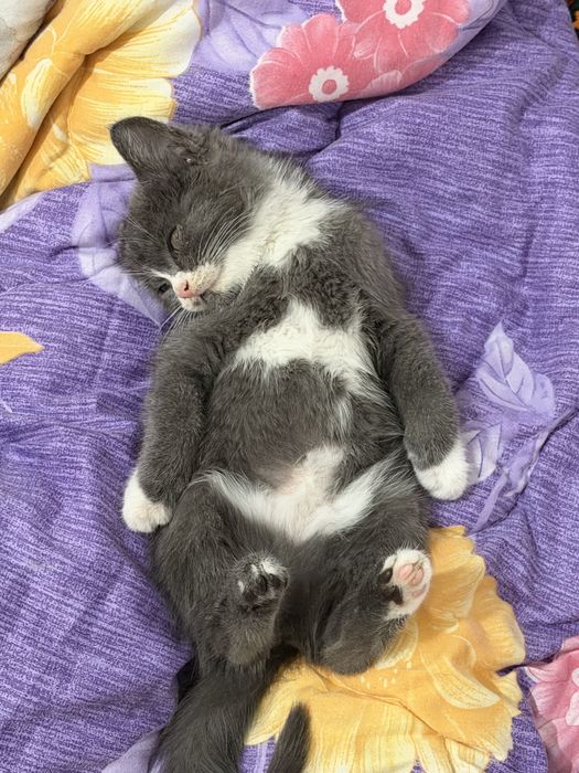 Котёнок продаю.