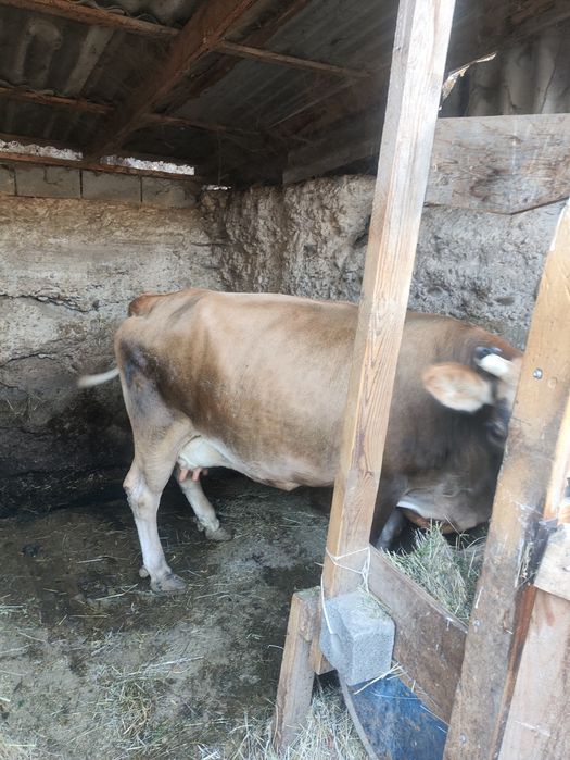 Продам корову 4 отел