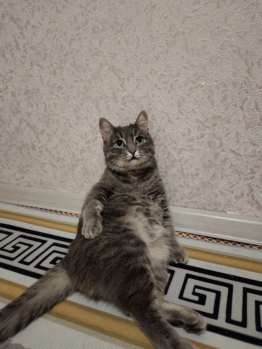 Пропала кошка на автопарке