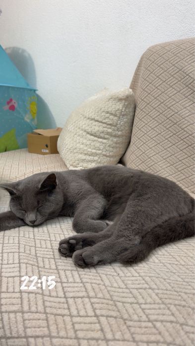 Сива британска котка