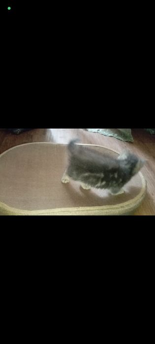 Шотланские 1,5 месяцев.