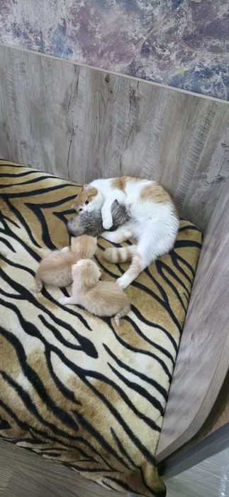 Шотландские вислоухие.