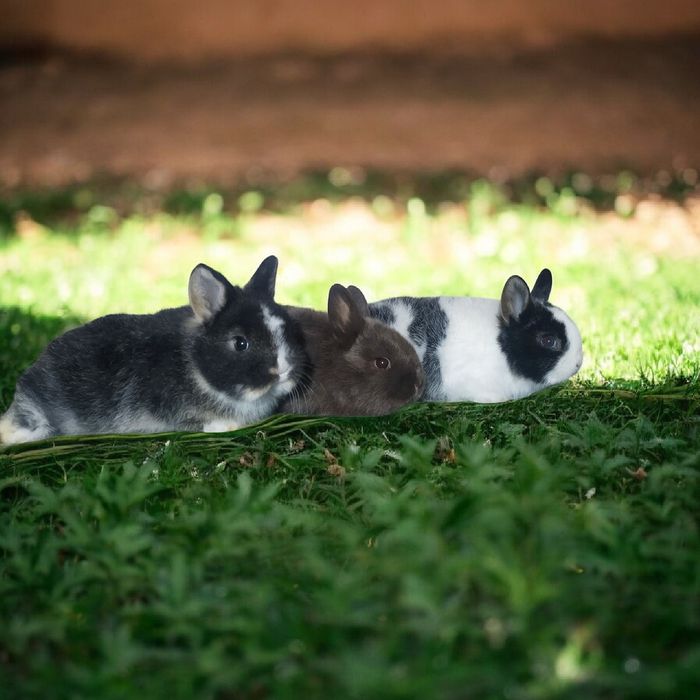 Quyonchalar sotiladi