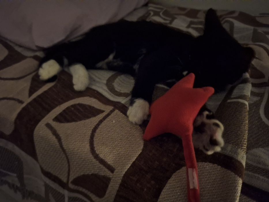 Котёнок 4 месяца девочка