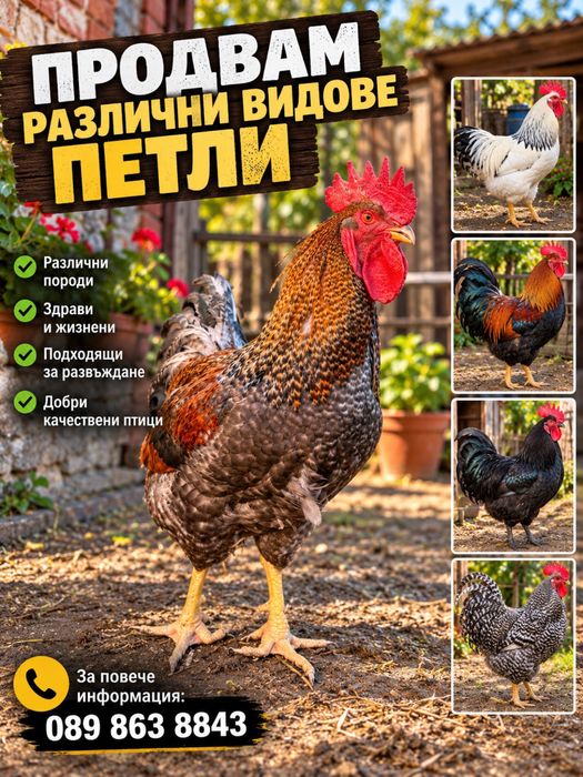 Петли  с различни окраски и външен вид!