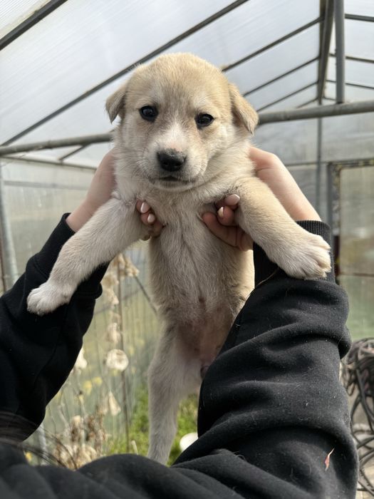 Подарявам кученца