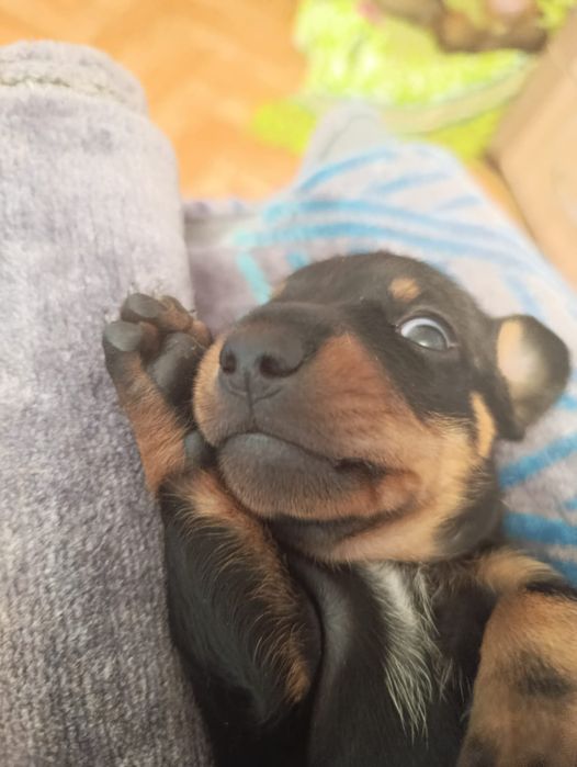 Продаю!Щенки таксы!