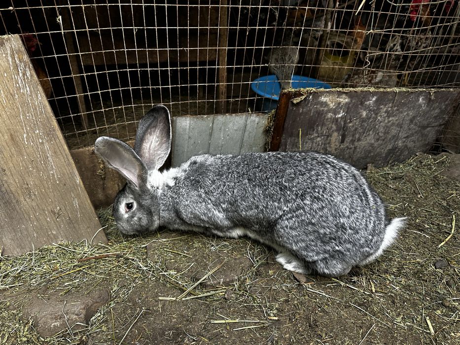 Кролики сукрольные